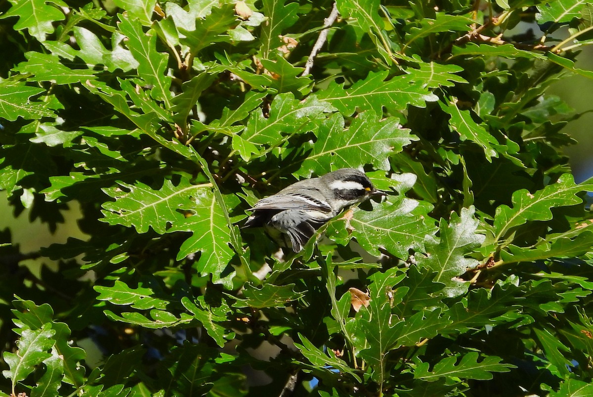 Black-throated Gray Warbler - ML608854705