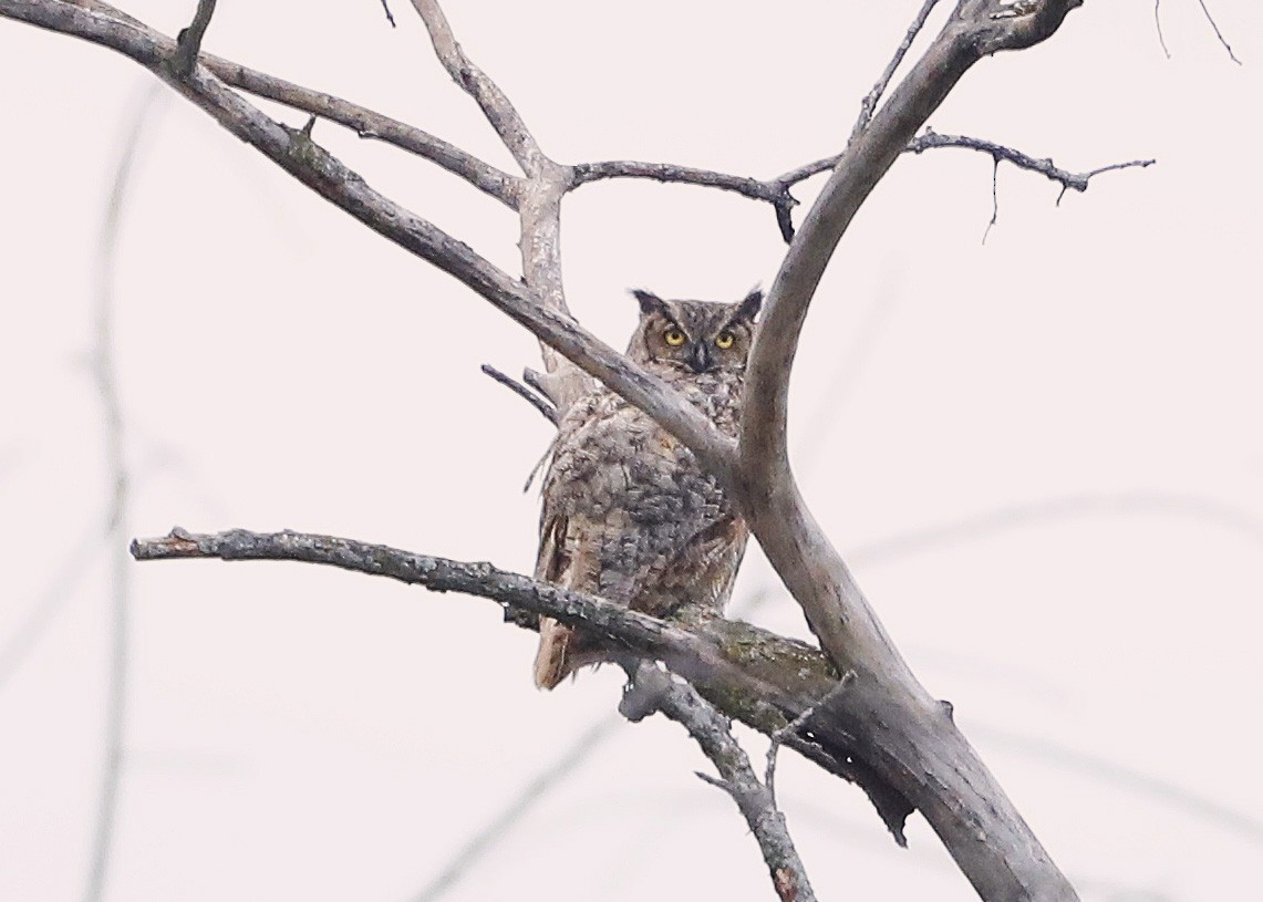 Great Horned Owl - ML608855074