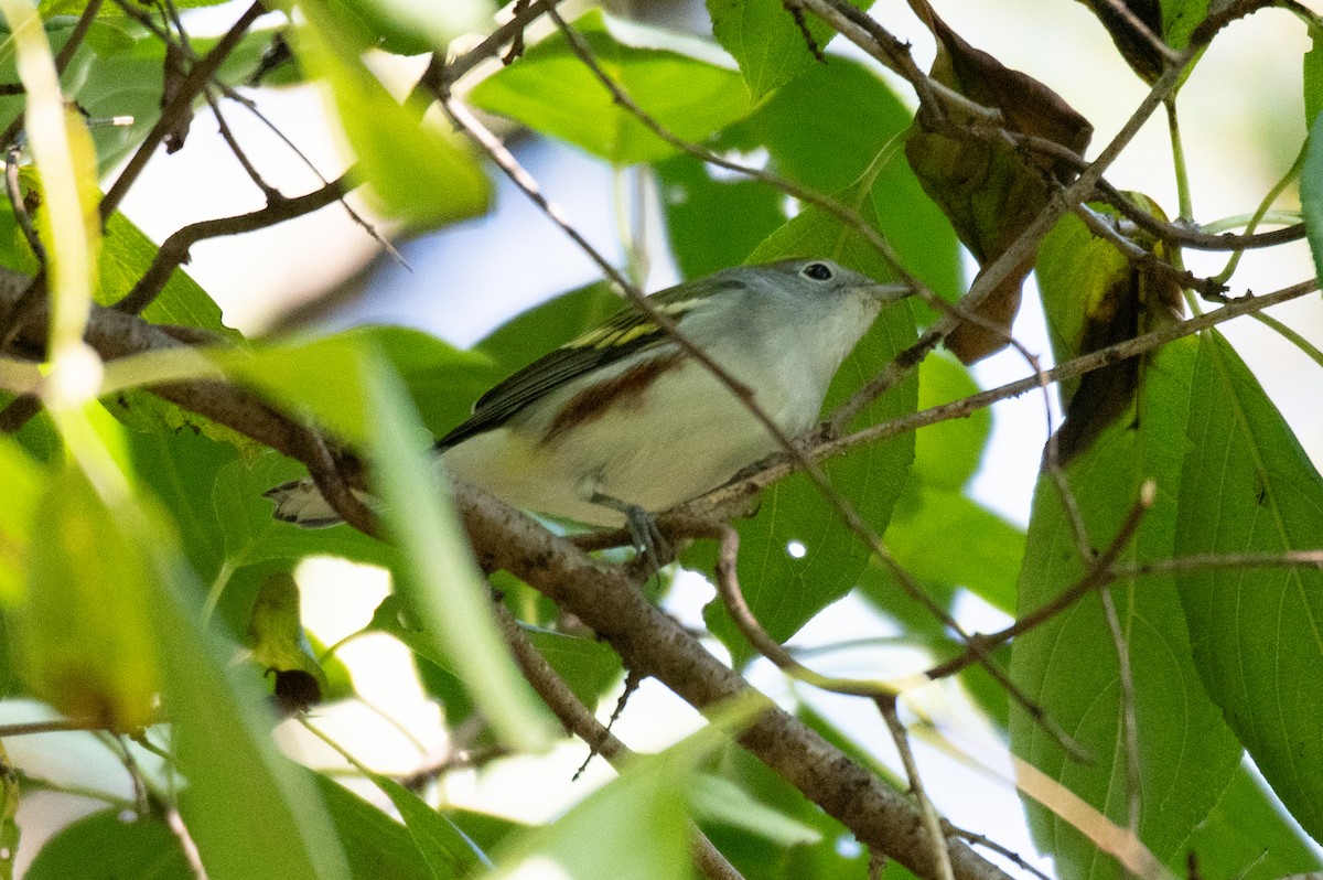 Chestnut-sided Warbler - ML608855085