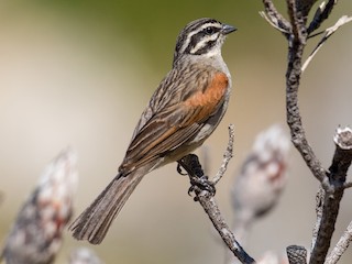 Cape Bunting - eBird