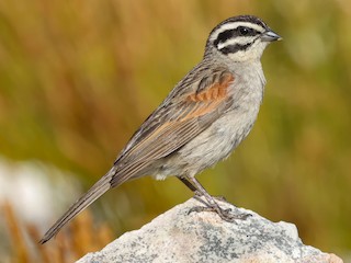 นกเต็มวัย (Cape) - Daniel Engelbrecht - Birding Ecotours - ML608855543