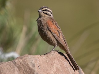 Cape Bunting - eBird
