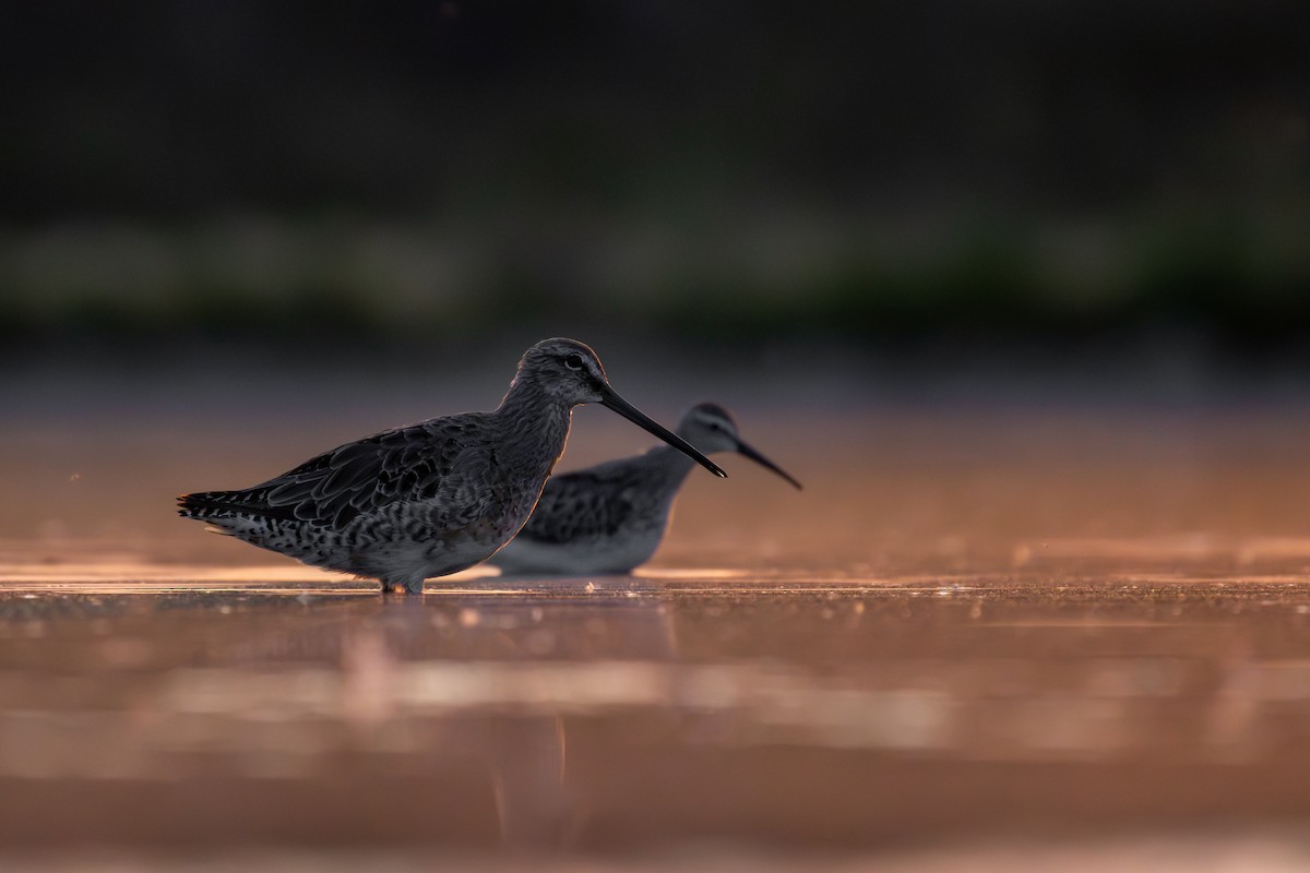 Long-billed Dowitcher - ML608855673