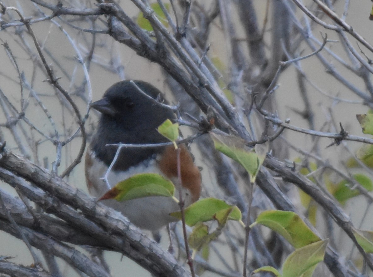 Spotted Towhee - ML608855949