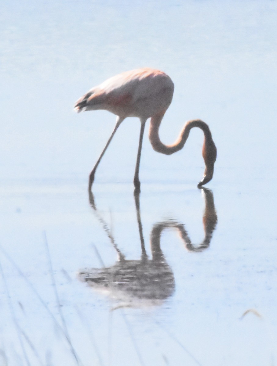 American Flamingo - Kyle Arvin