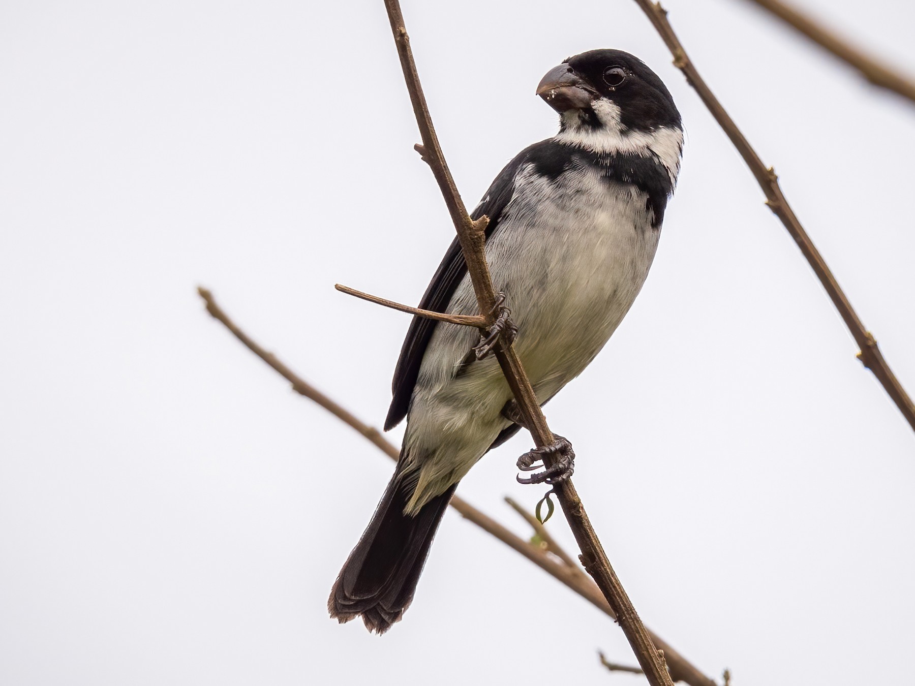 Wing-barred Seedeater - Chris Thomas