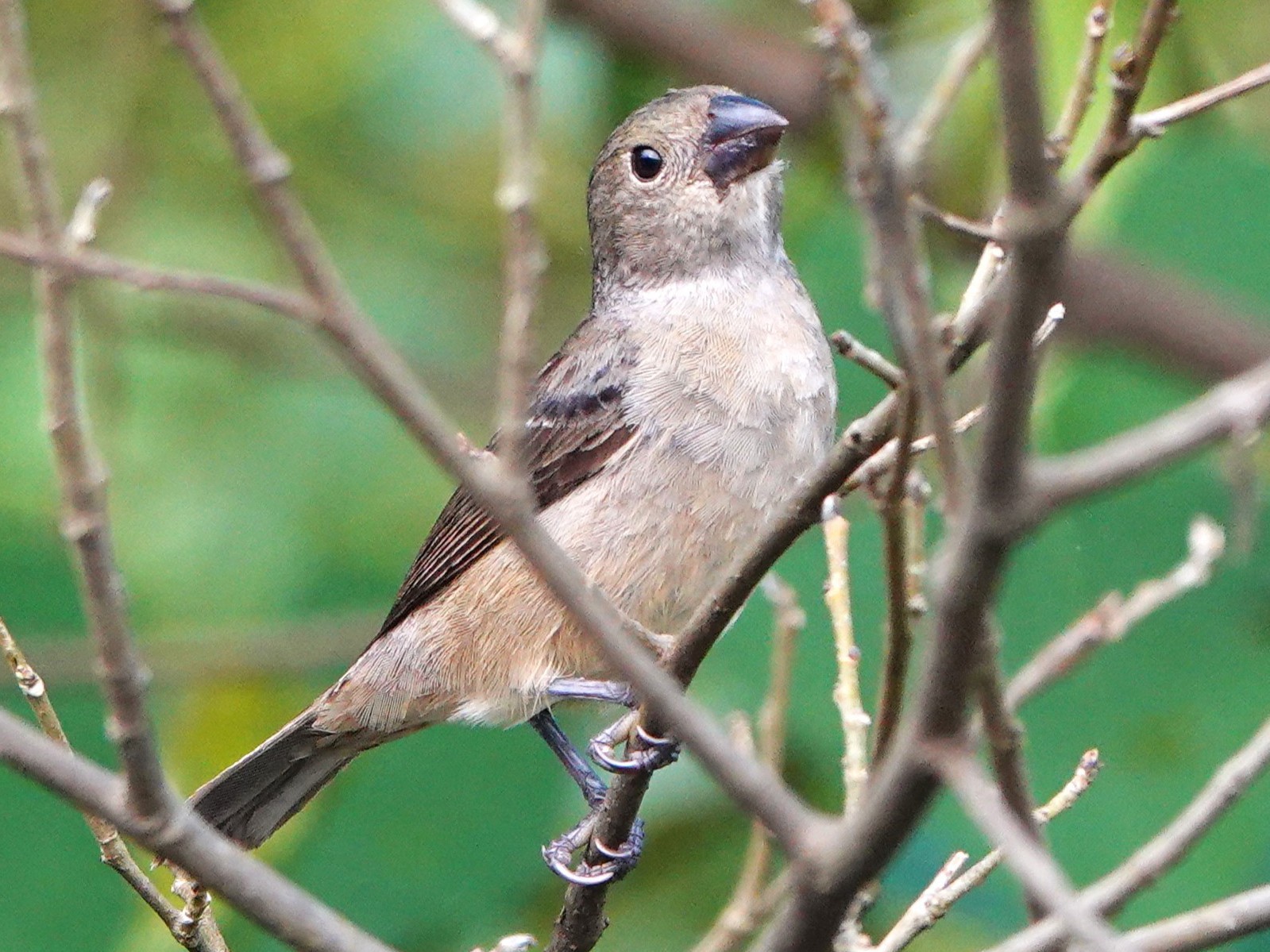 Wing-barred Seedeater - Sophia Wong