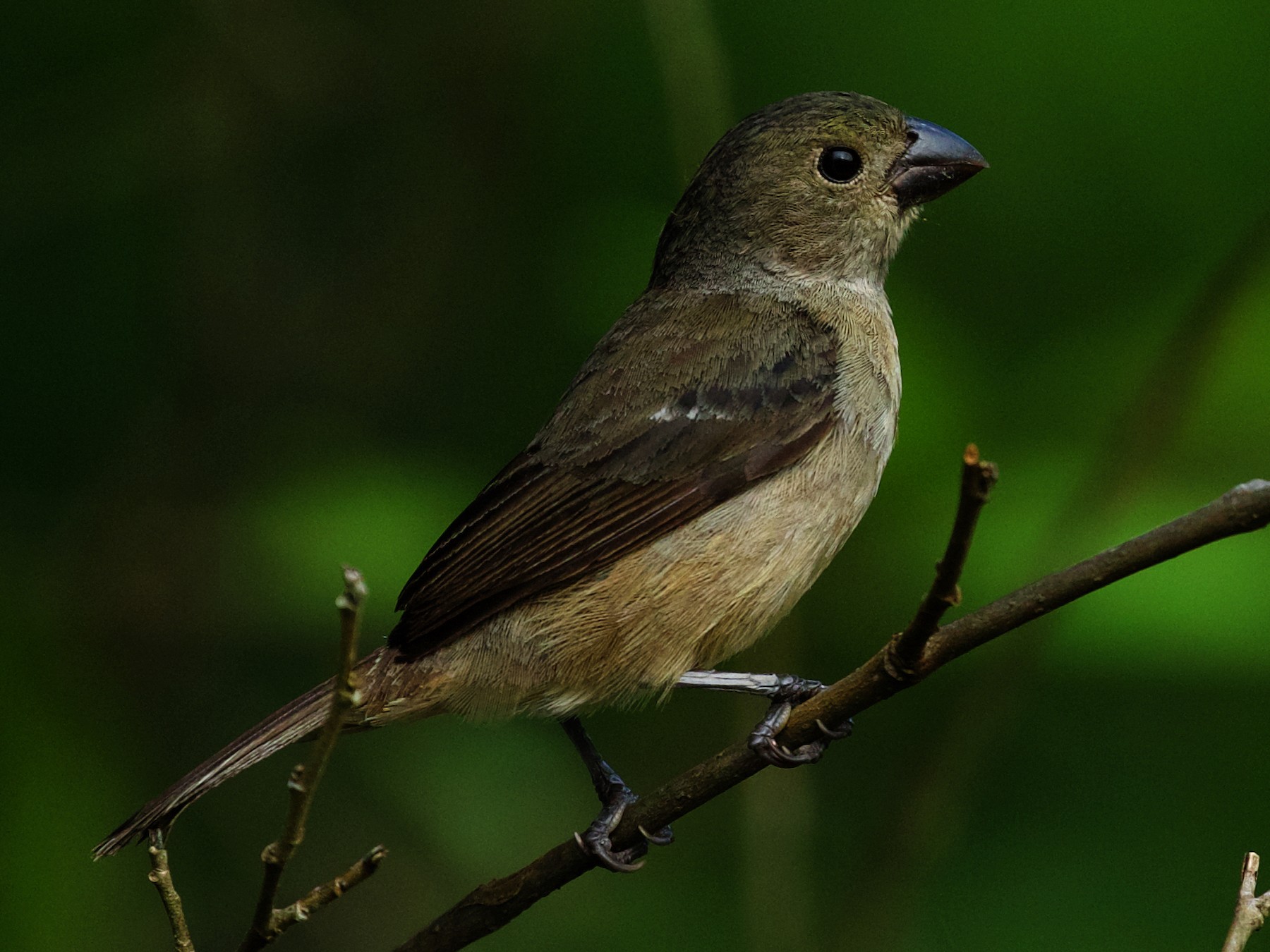 Wing-barred Seedeater - David Ascanio