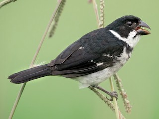  - Wing-barred Seedeater (Caqueta)