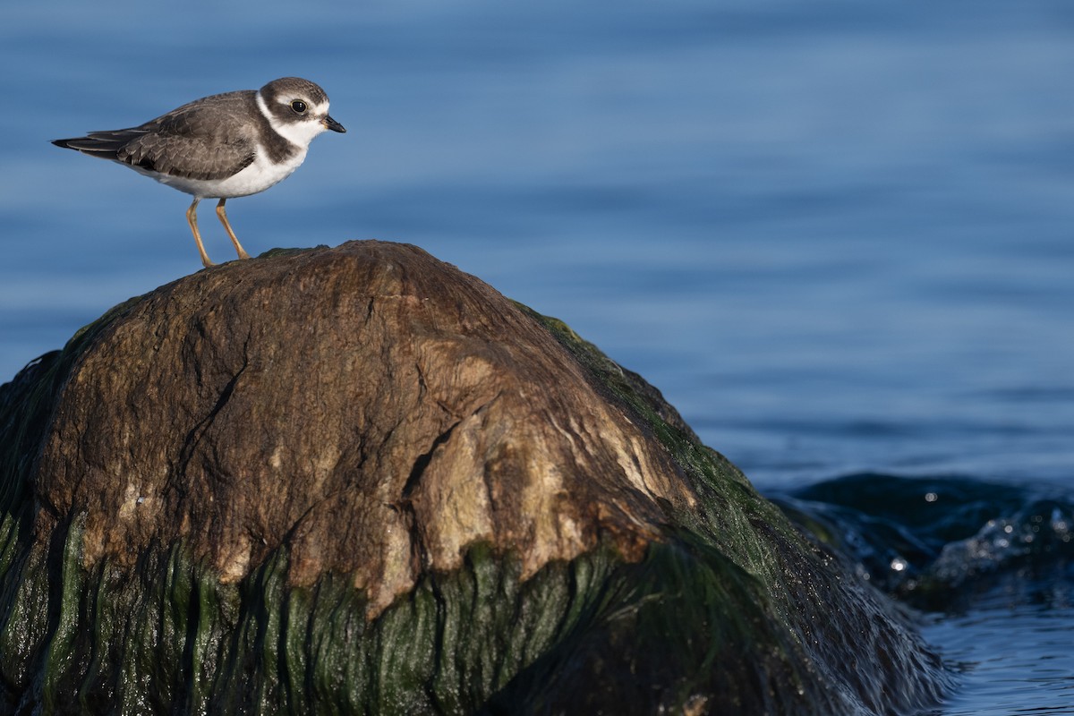 Semipalmated Plover - ML608856503