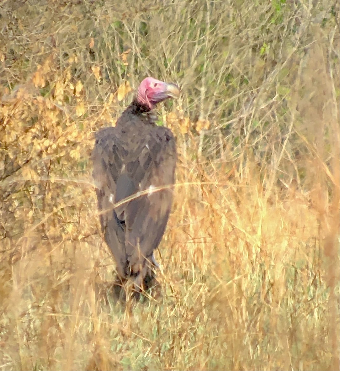 Lappet-faced Vulture - ML608856587