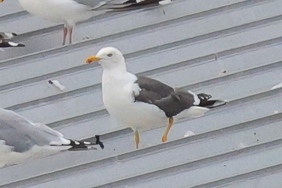 Lesser Black-backed Gull - ML608856622