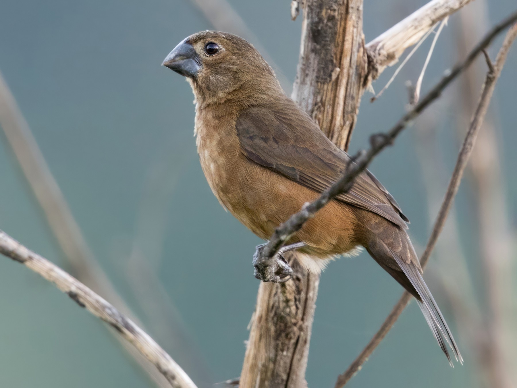 Black-billed Seed-Finch - Lars Petersson | My World of Bird Photography