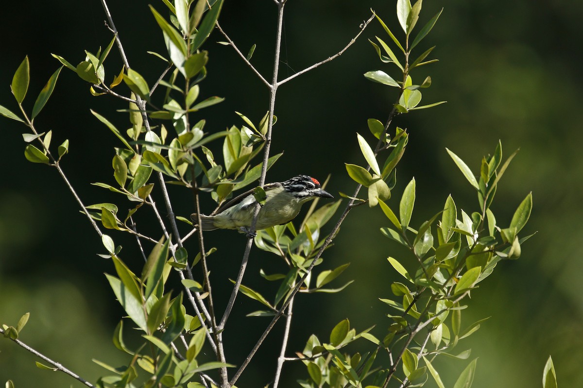 Red-fronted Tinkerbird - ML608856712