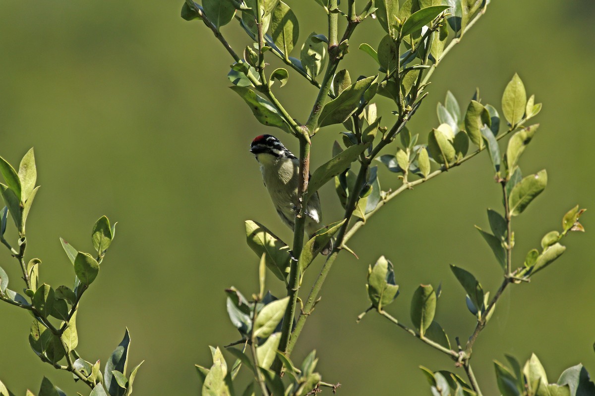 Red-fronted Tinkerbird - ML608856713