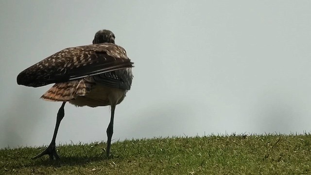 Bristle-thighed Curlew - ML608856789