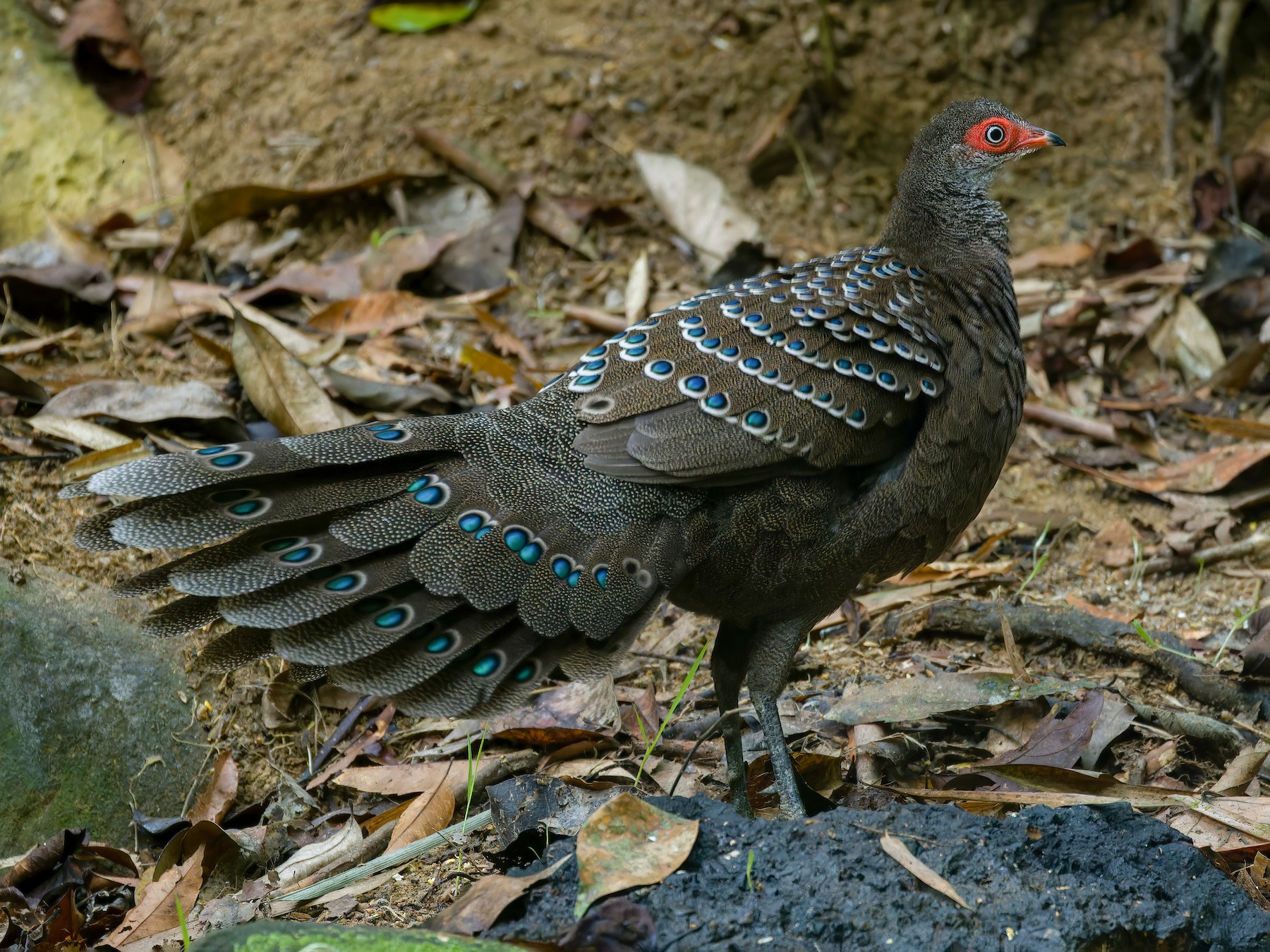 Hainan Peacock-Pheasant - 俊峰 于