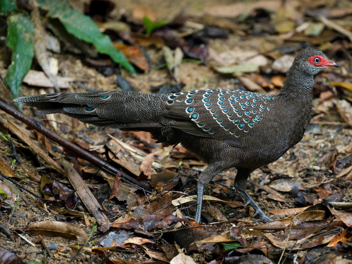 Hainan Peacock-Pheasant - Polyplectron katsumatae - Birds of the World