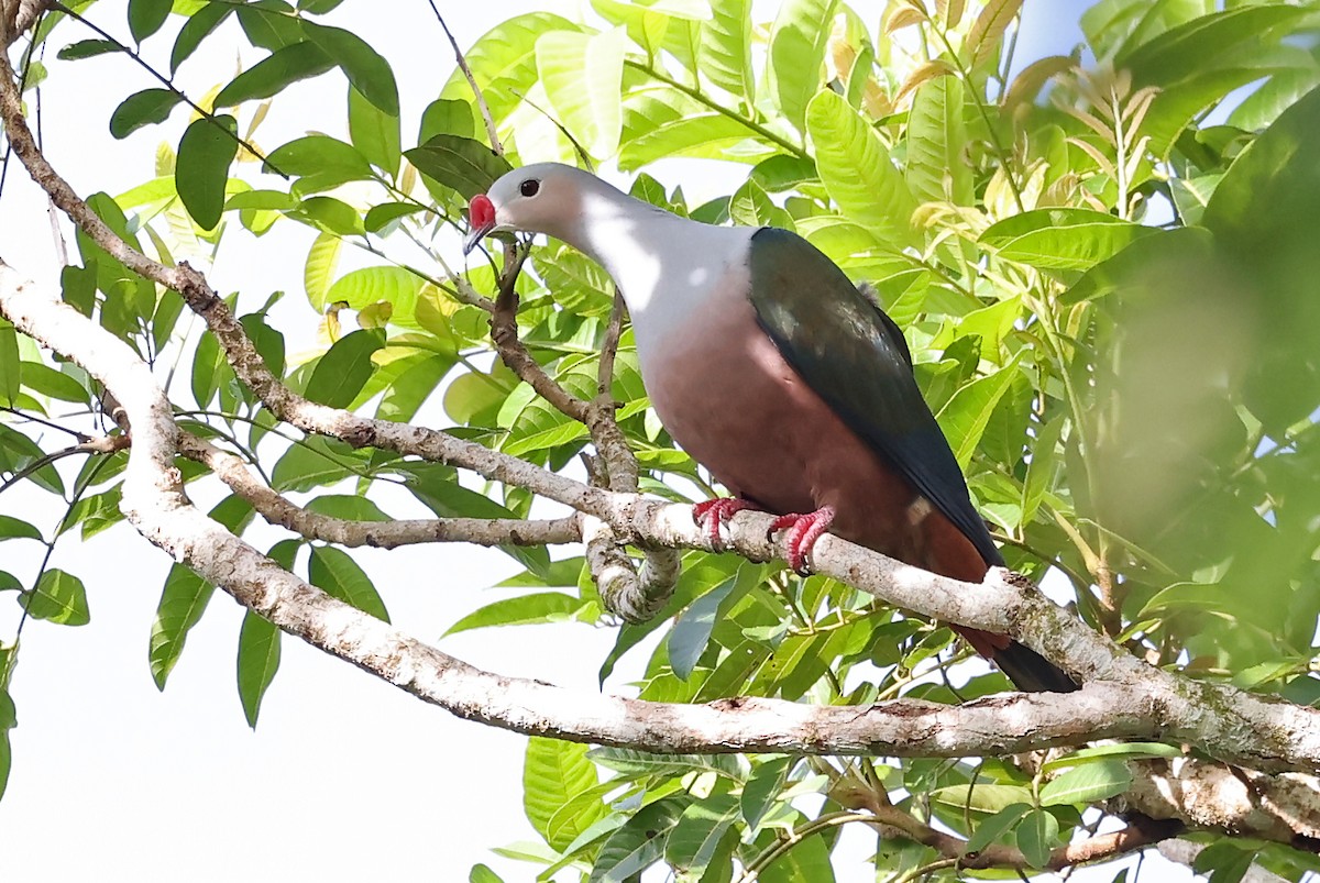 Red-knobbed Imperial-Pigeon - ML608857313