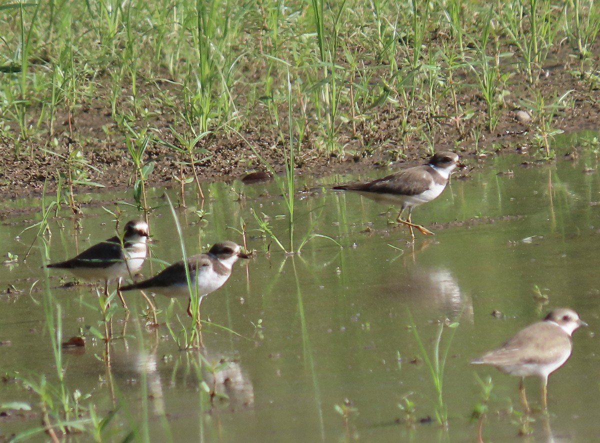 Semipalmated Plover - ML608857320