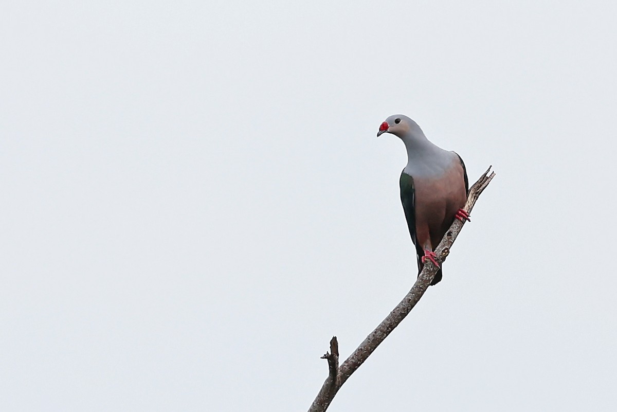 Red-knobbed Imperial-Pigeon - ML608857521