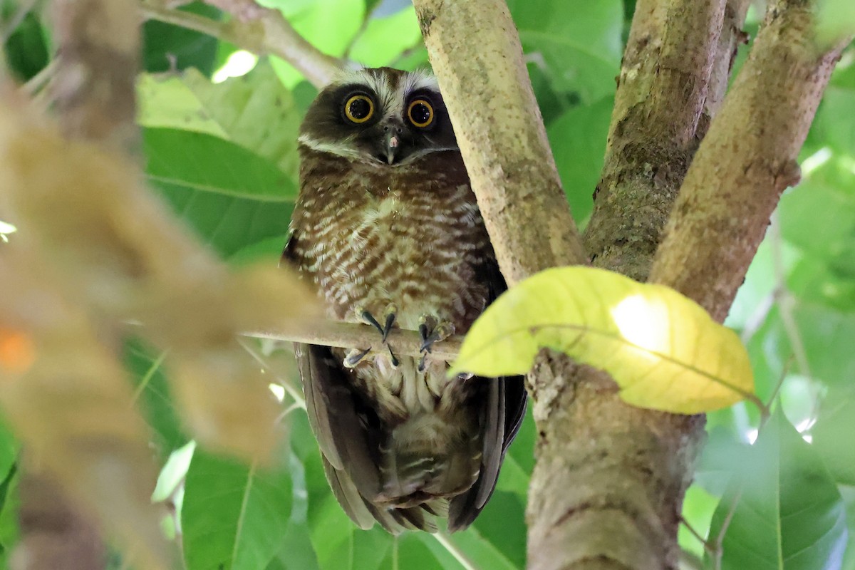 Guadalcanal Owl - ML608857712