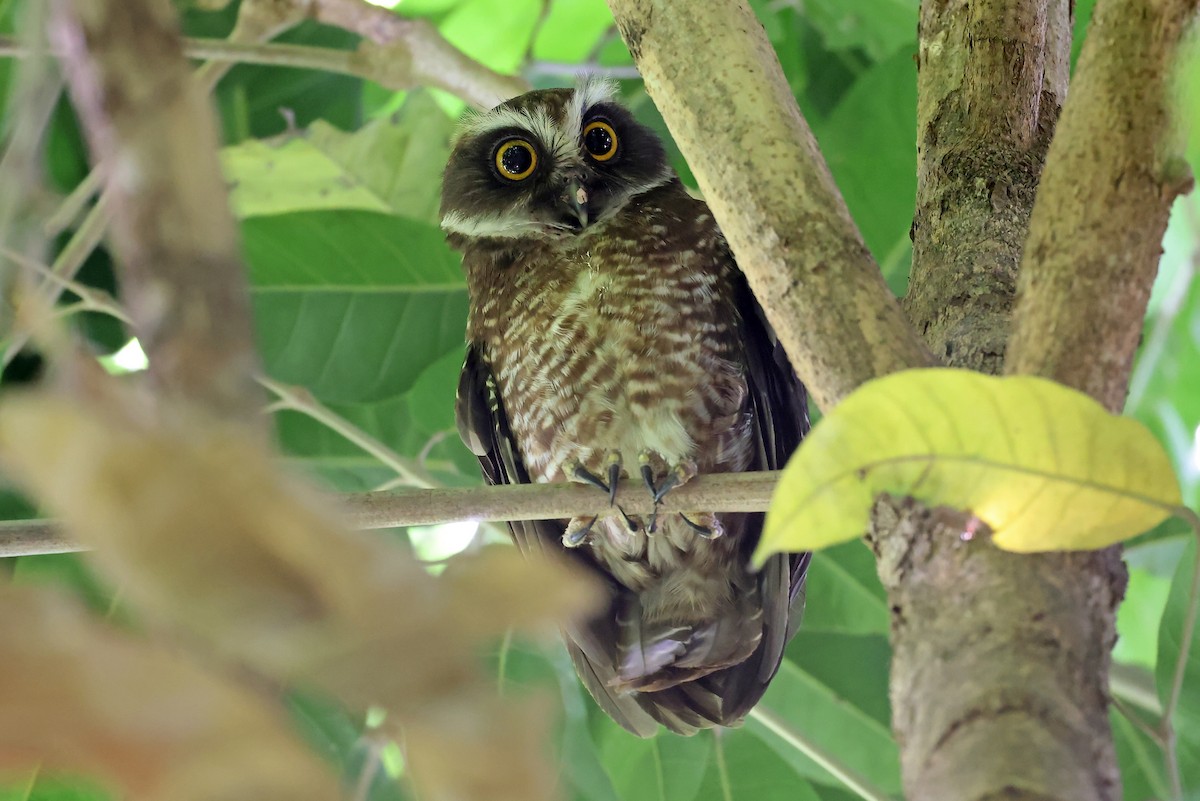 Guadalcanal Owl - ML608857714