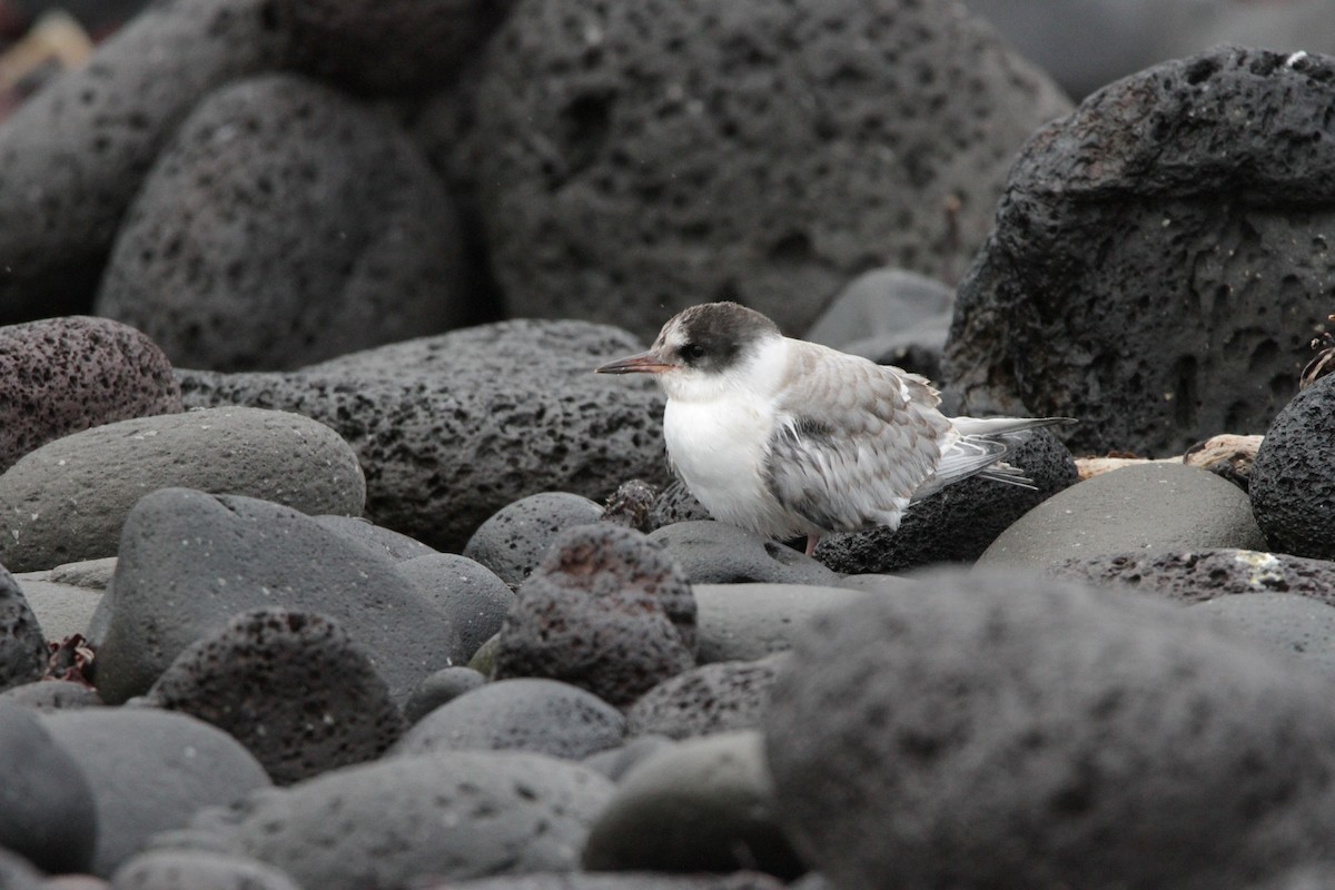 Arctic Tern - Andy Dettling