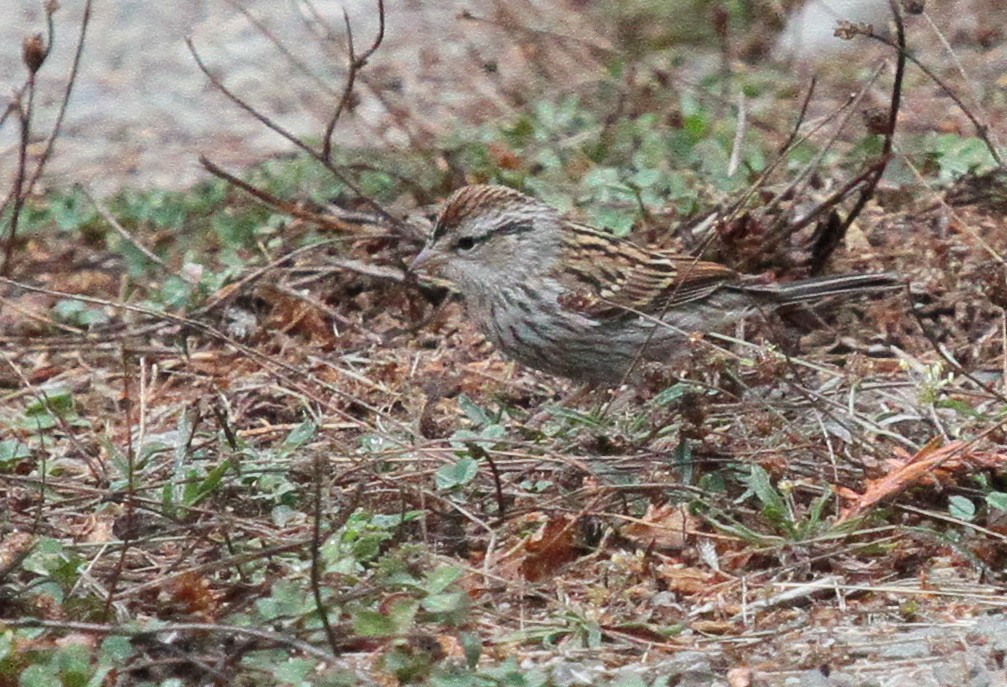 Chipping Sparrow - ML608858525