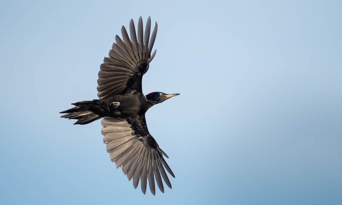 Black Woodpecker - ML608858527