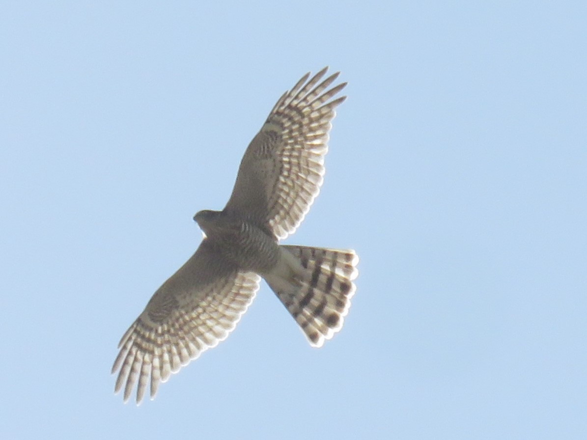 Eurasian Sparrowhawk - ML608858878