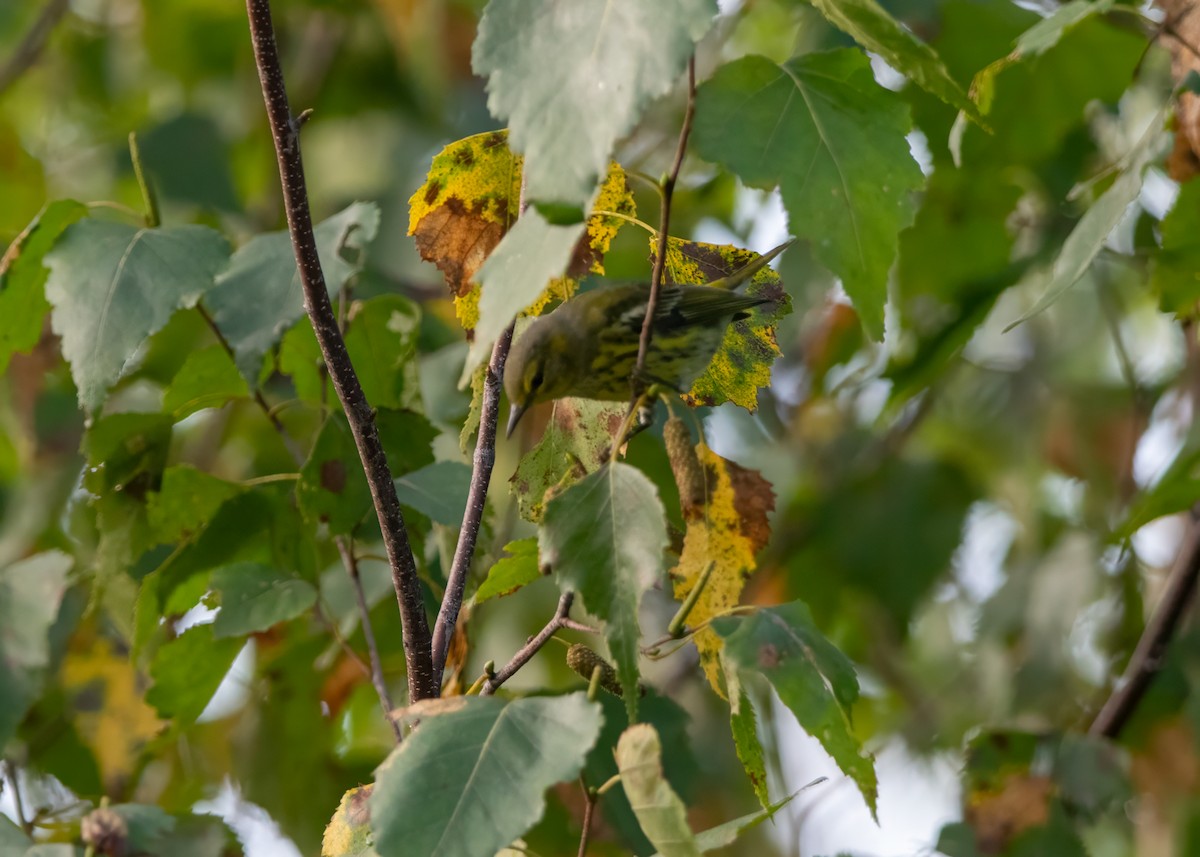 Cape May Warbler - ML608859183