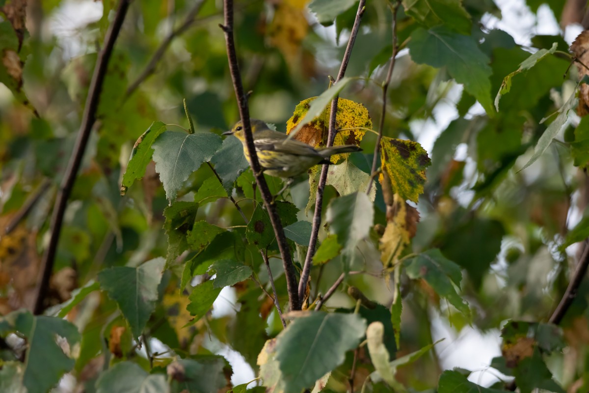 Cape May Warbler - ML608859191