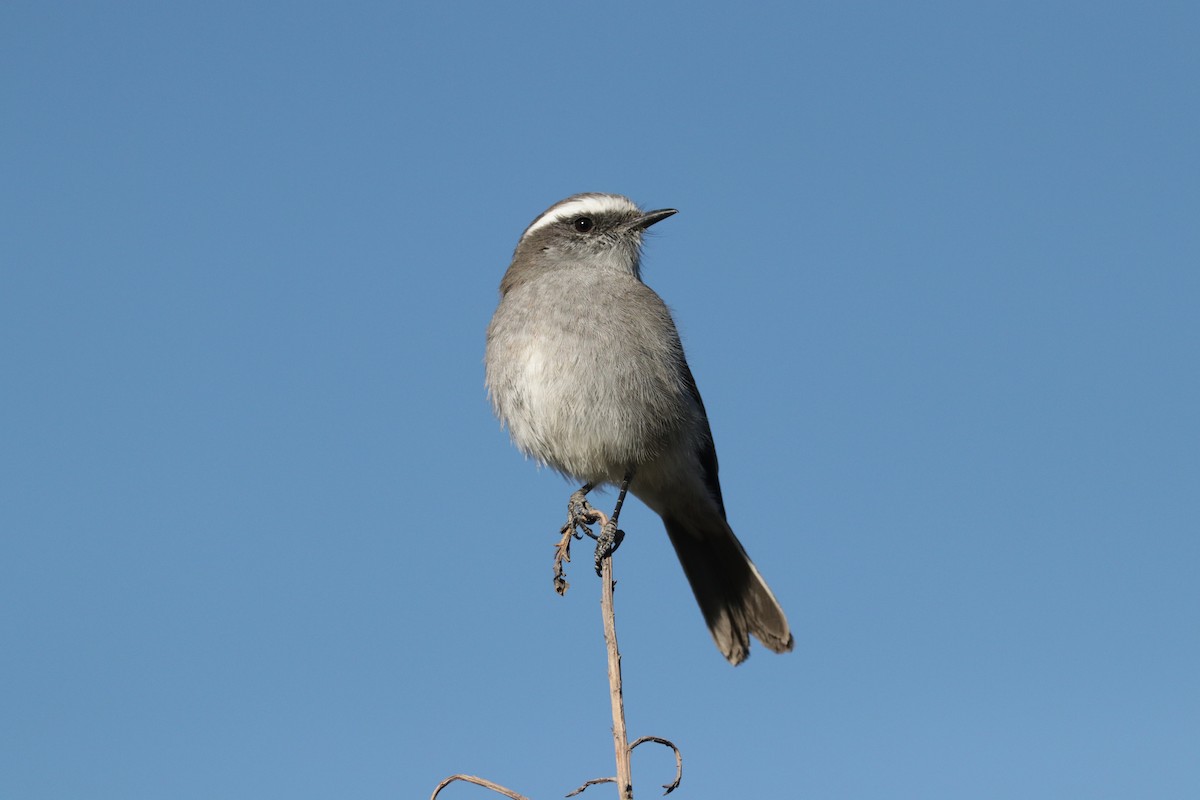 White-browed Chat-Tyrant - ML608859322