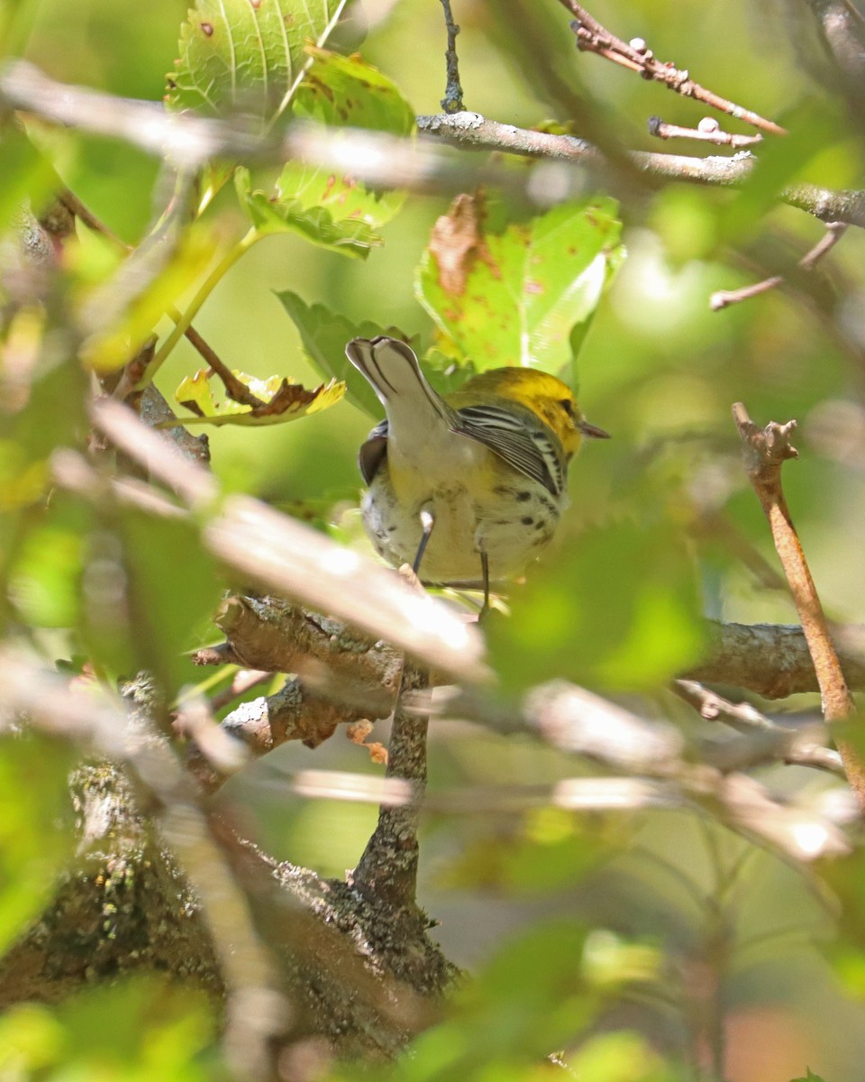 Black-throated Green Warbler - ML608859344