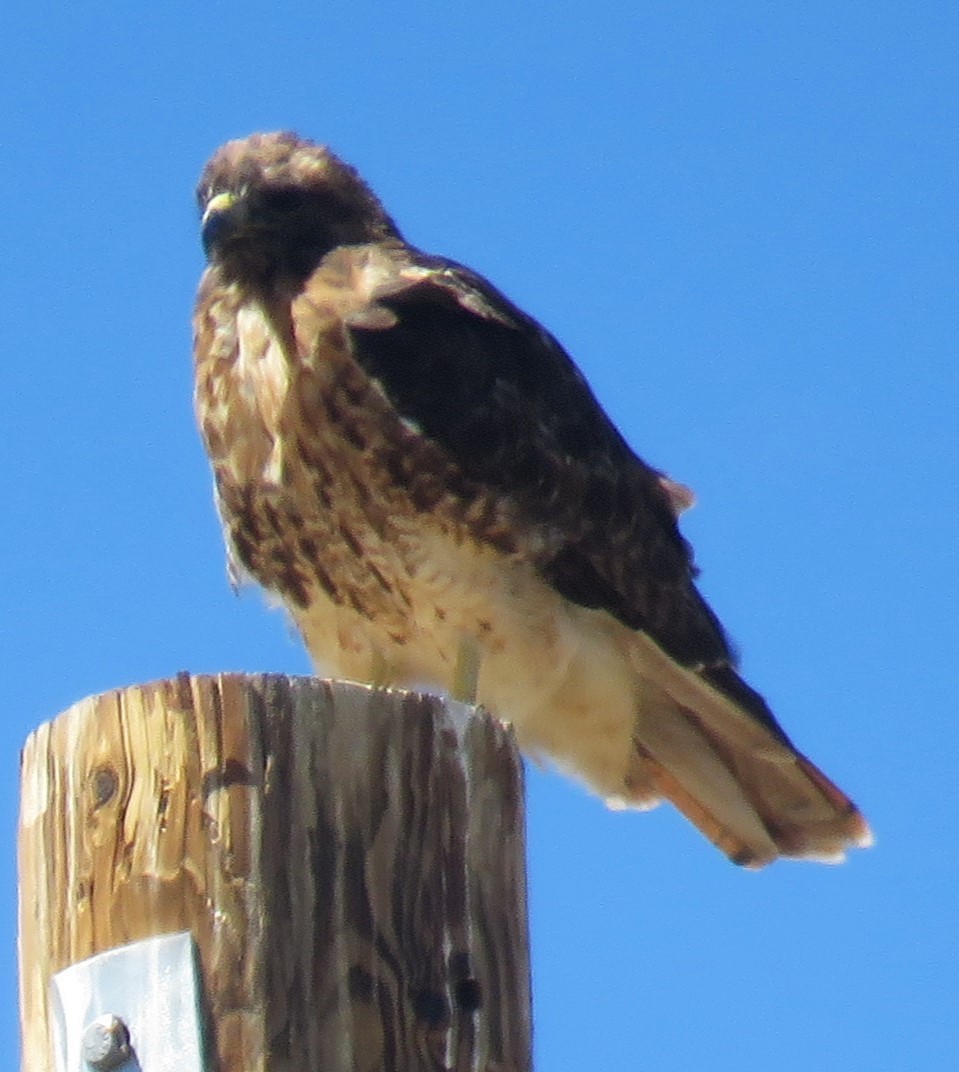 Red-tailed Hawk - ML608859522