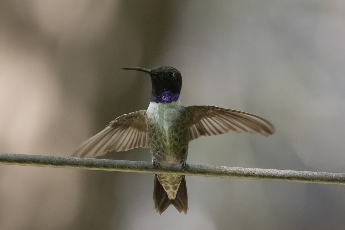 Black-chinned Hummingbird - ML608859541