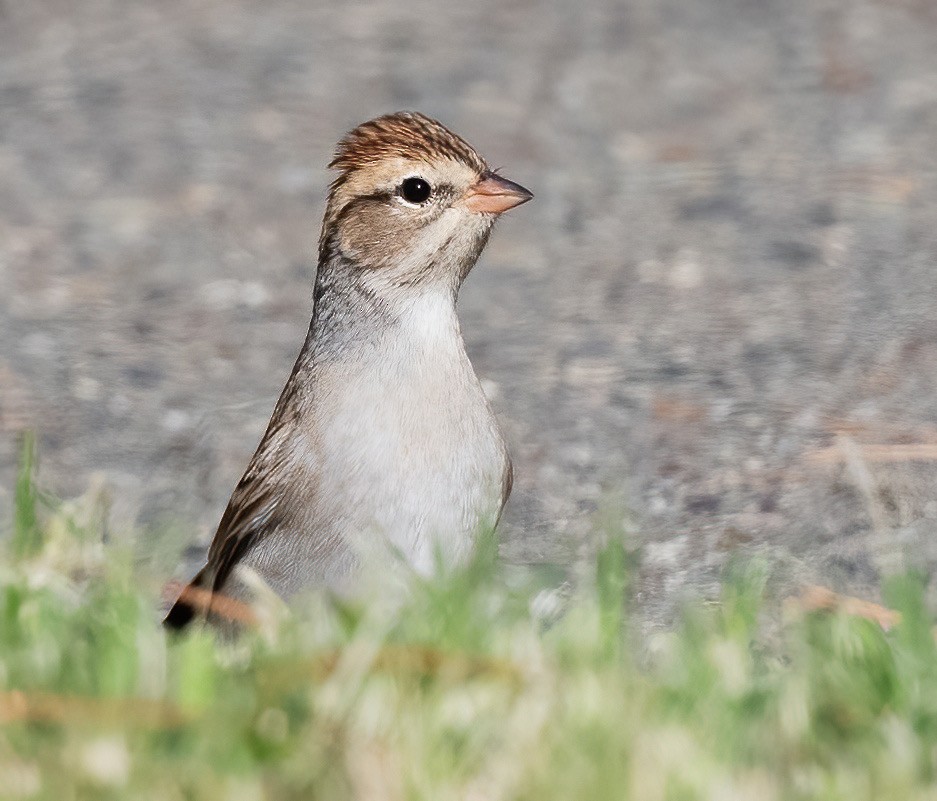 Chipping Sparrow - ML608859811