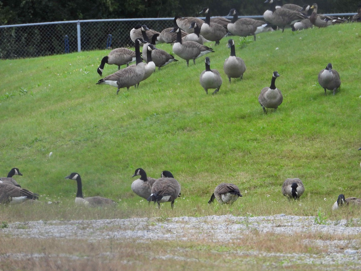 eBird Checklist 14 Sep 2023 Station d'épuration, Acton Vale (accès