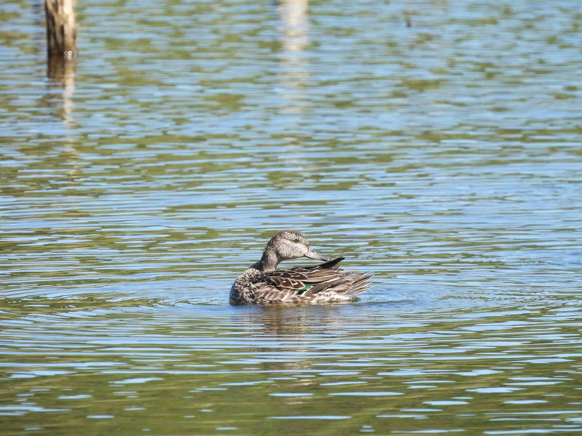 Green-winged Teal - ML608860101