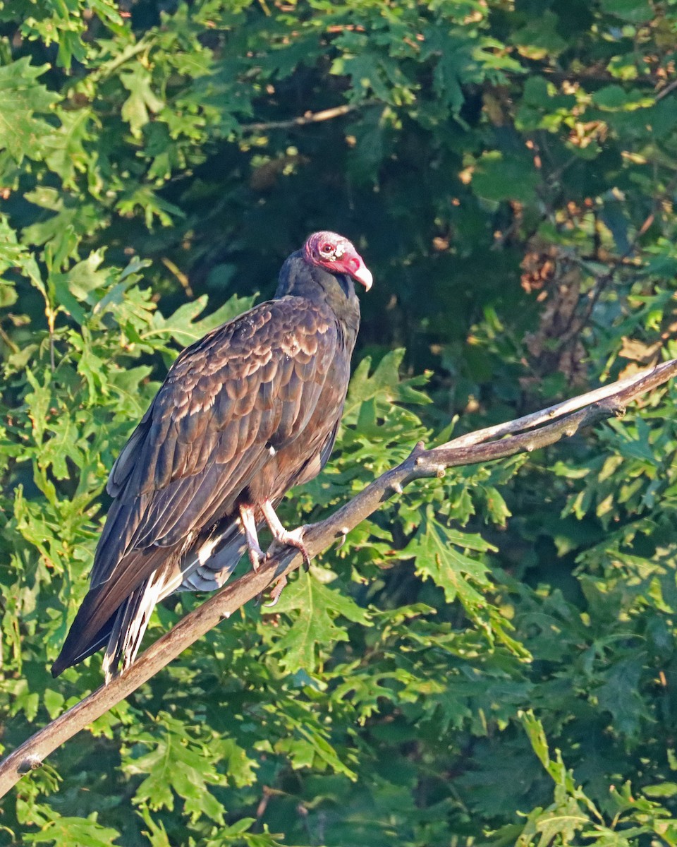 Turkey Vulture - ML608860365