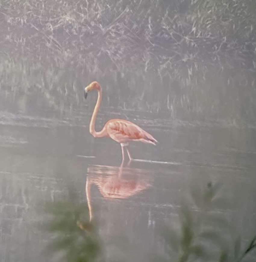 American Flamingo - David Moulton