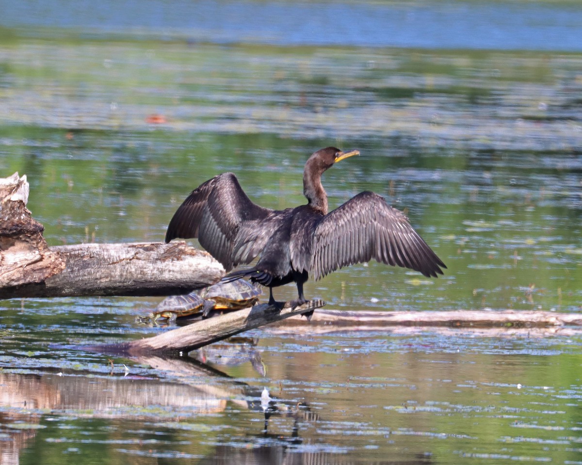 Double-crested Cormorant - ML608861134