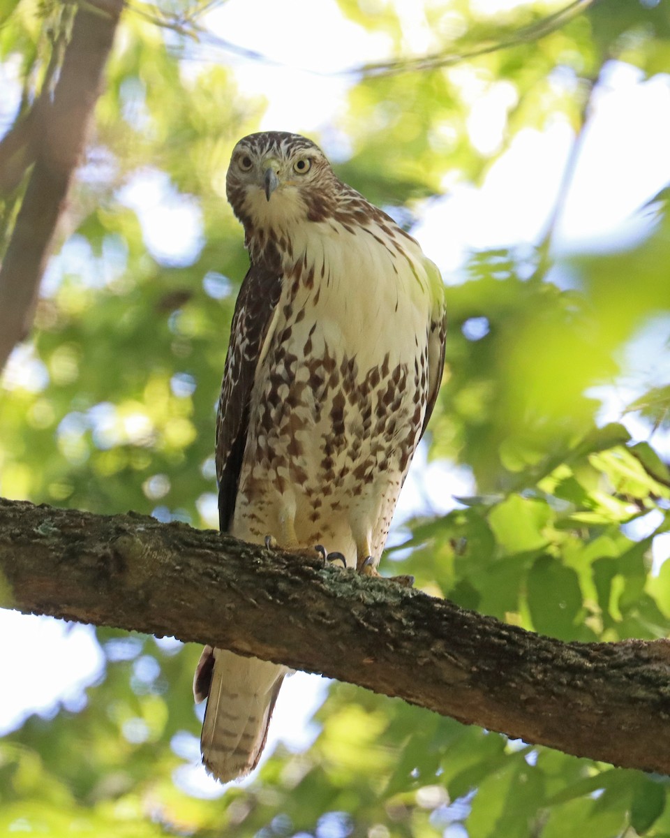 Red-tailed Hawk - ML608861151