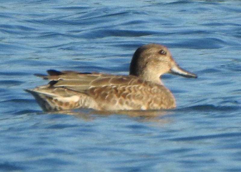 Green-winged Teal - ML608861164
