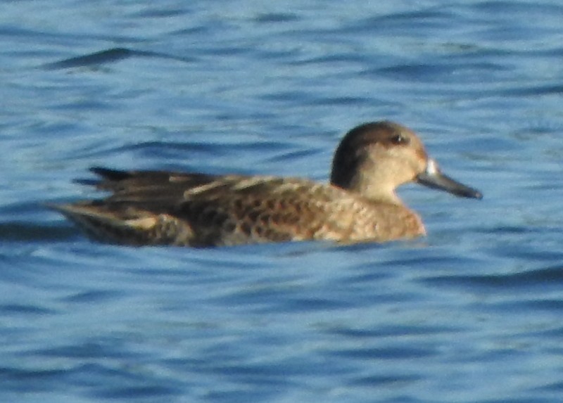 Green-winged Teal - ML608861165