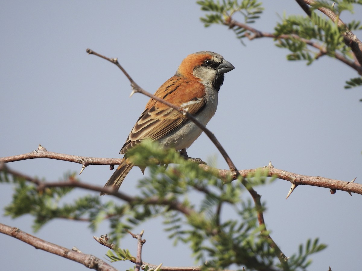Great Rufous Sparrow - Luca Forneris