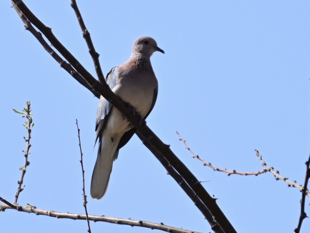 Laughing Dove - ML608861448