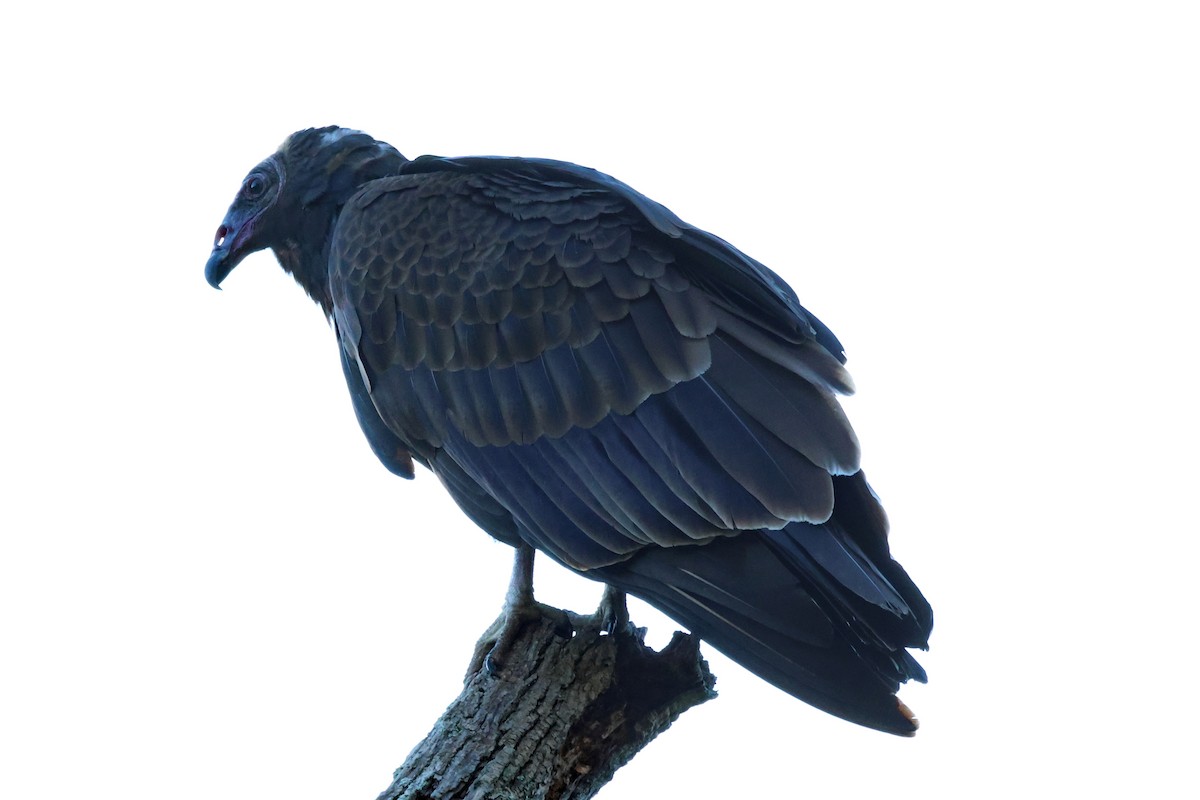 Black Vulture - ML608861766