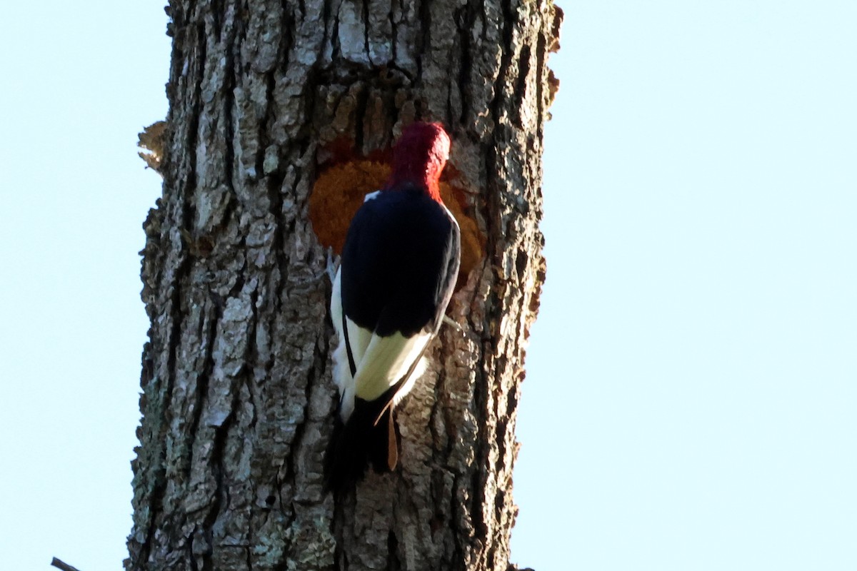 Red-headed Woodpecker - ML608861784
